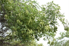 Dalbergia lanceolaria